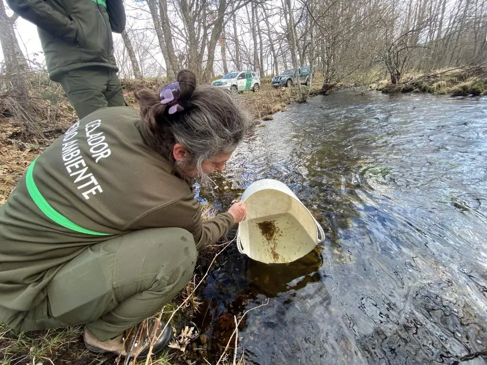 Suelta de alevines de trucha en Galende
