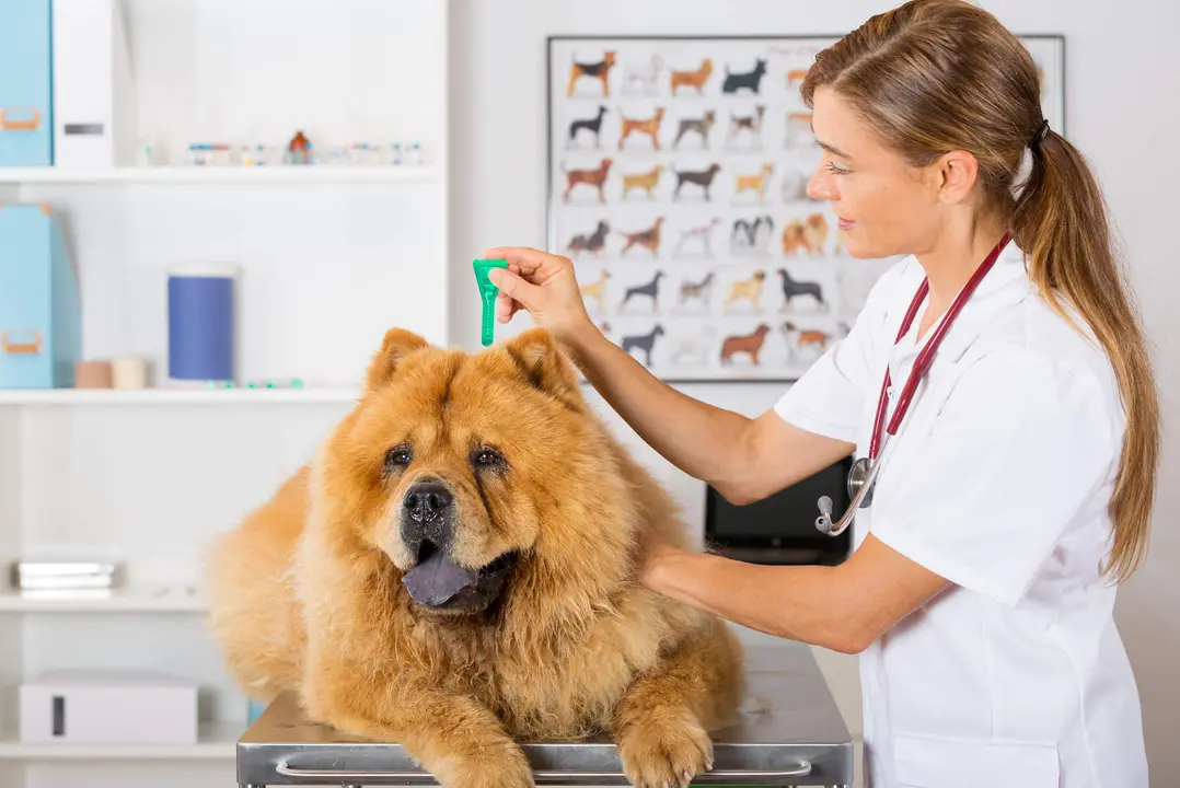 Perro en el veterinario