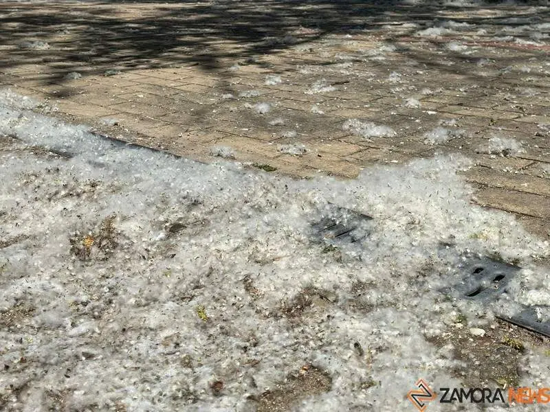 Polen en el parque de León Felipe