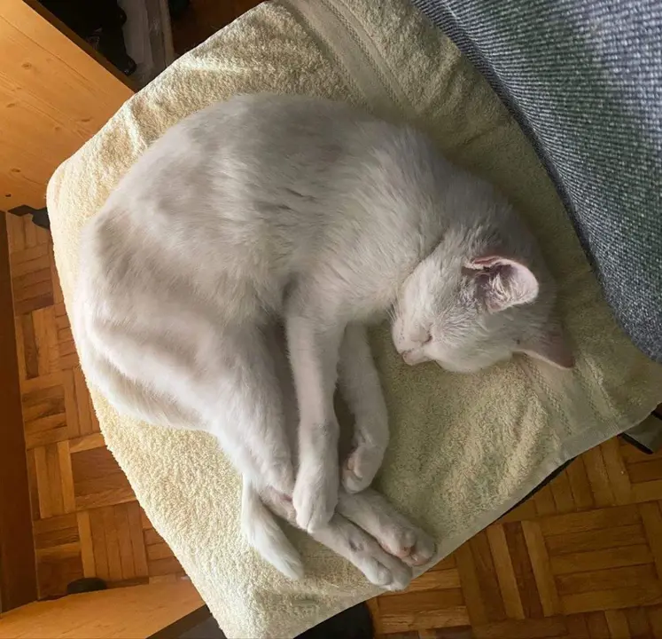 gatita busca a sus dueños en Zamora