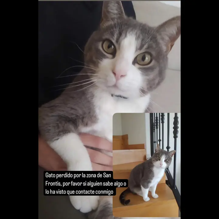 Dino, el gato extraviado en San Frontis