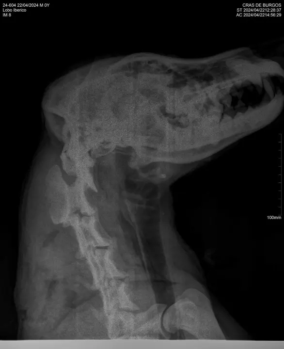 Radiografía del animal