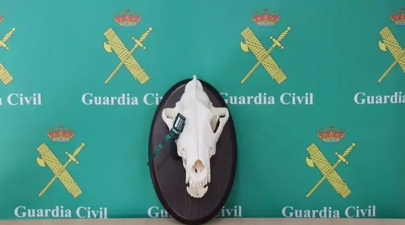 Cabeza de lobo cazada durante la batida en León. Fotografía: Guardia Civil