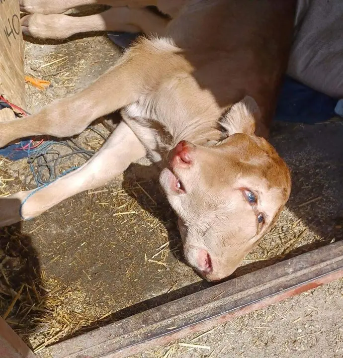 Imagen del ternero bicéfalo nacido en Piñuel de Sayago. Fotografía: CEDIDA