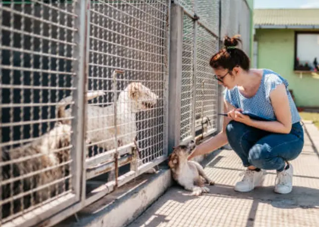Foto de archivo protectora de animales