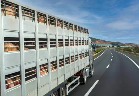 Transporte ganado porcino por carretera