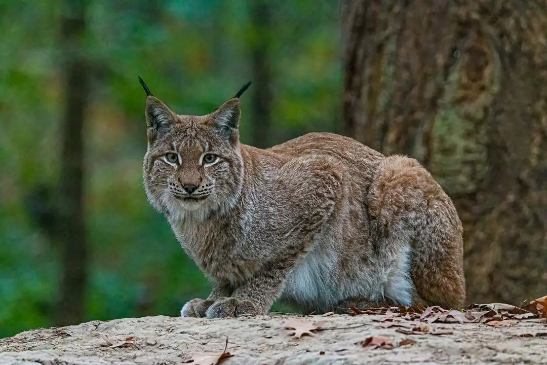lince ibérico