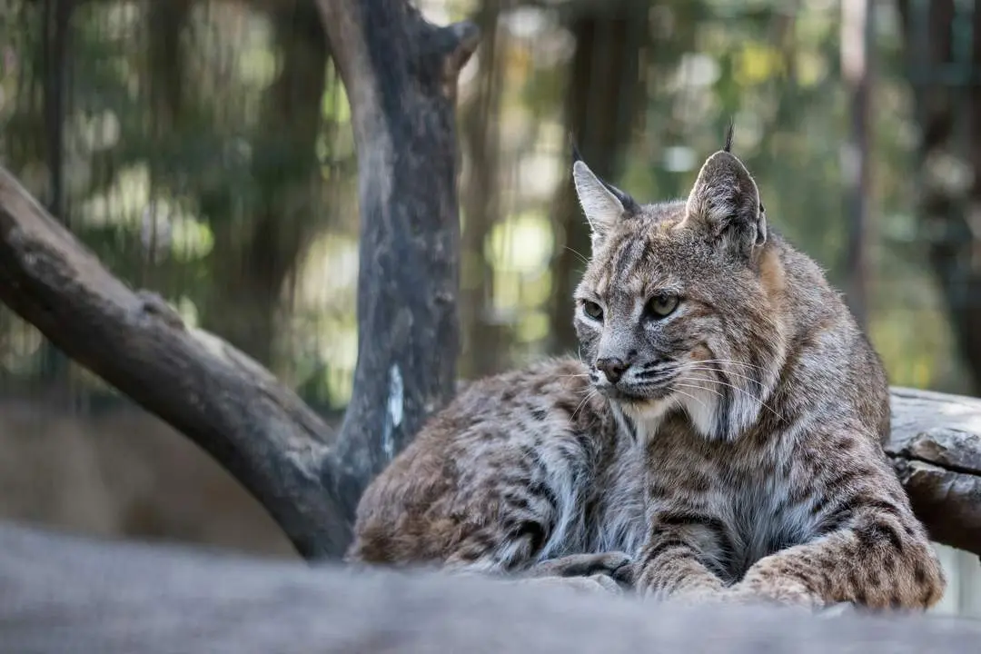 lince ibérico