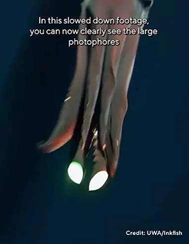 Calamar bioluminescente