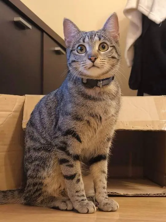 Kity, la gata extraviada en Morales del Vino