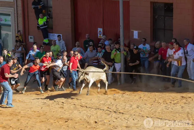 torito del Alba. Interbenavente