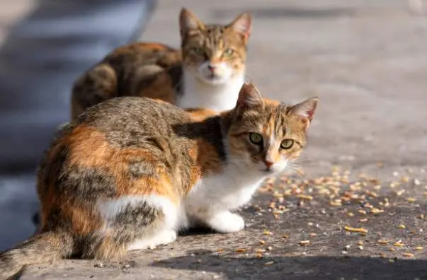 Gatos procedentes de una colonia felina. Fotografía de archivo
