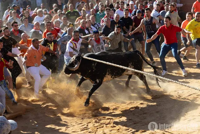Apacible, el Toro del Alba. Fotografía: Interbenavente