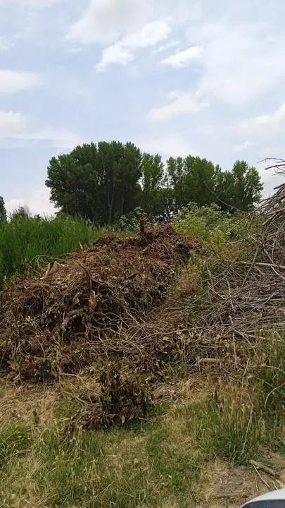 los negrillos Venialbo