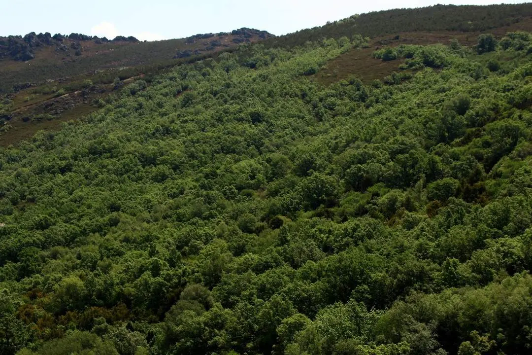reploblaciones de pinos pirófitos rodeando el tejedelo