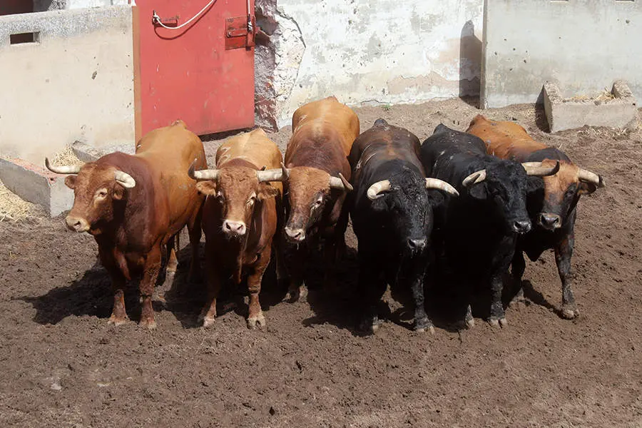 toros sorteo