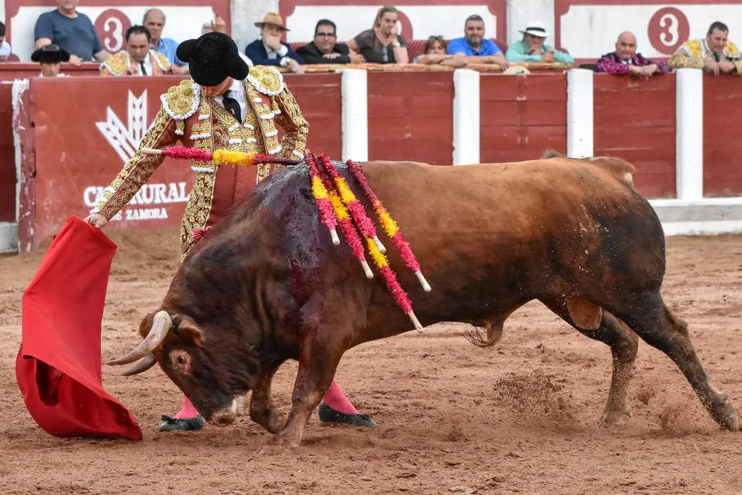 toros zamora san pedro 2024 (17)