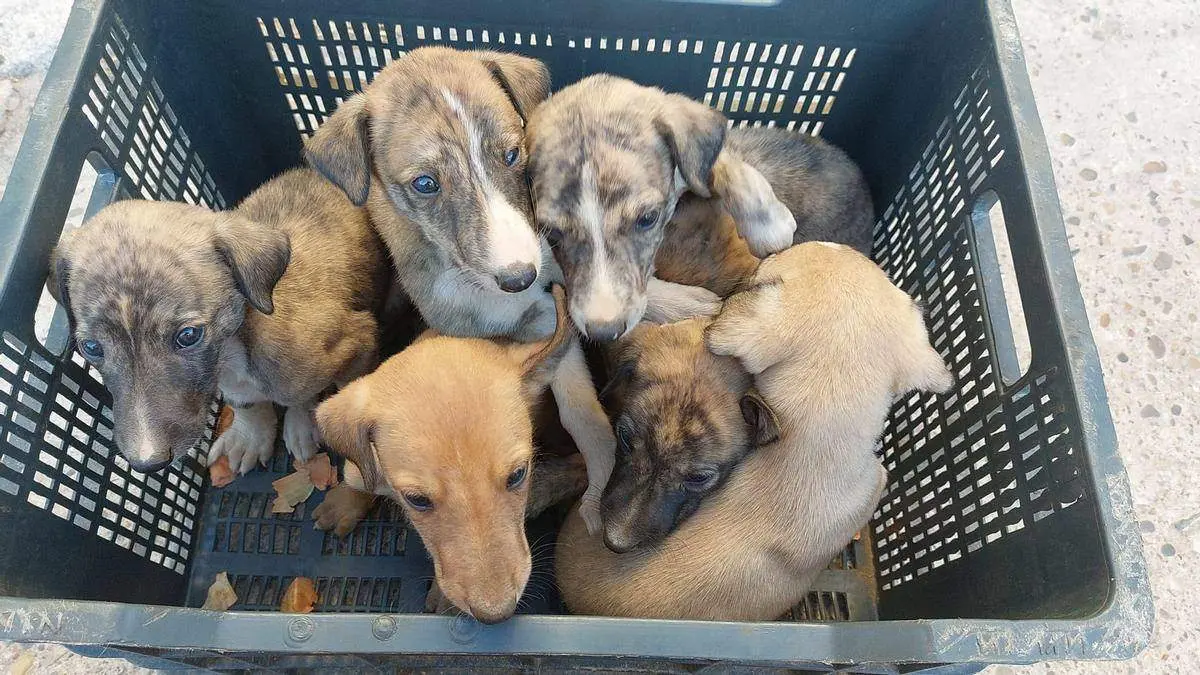 animales abandonados Foto pacma