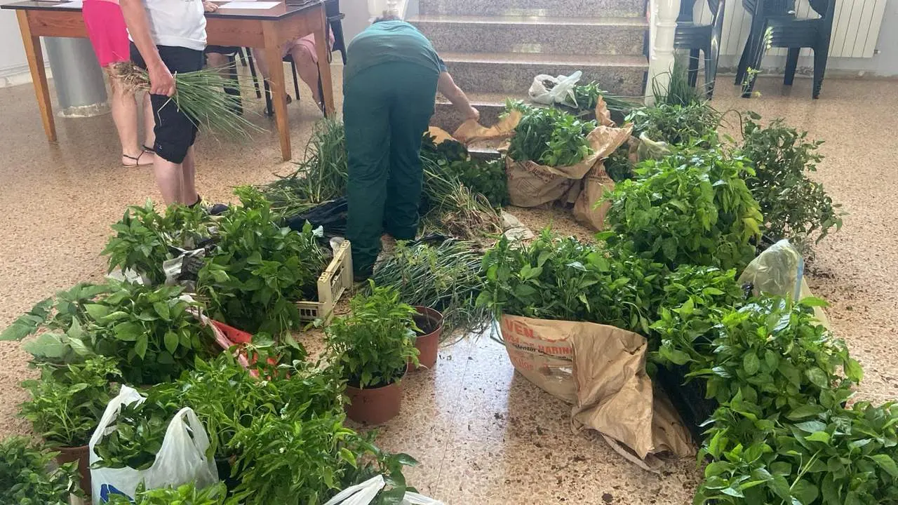 plantas