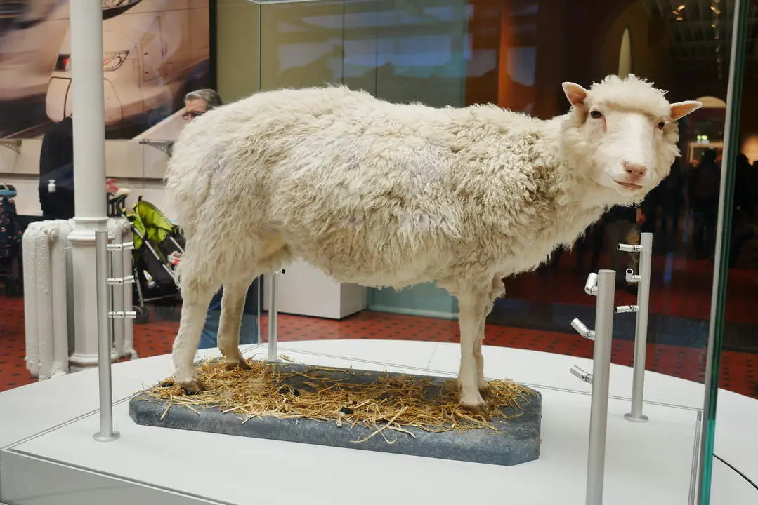 Oveja Dolly - Wikipedia