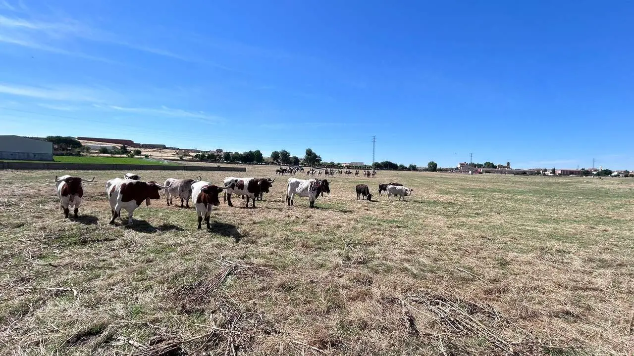 Encierro Fuentesaúco 1