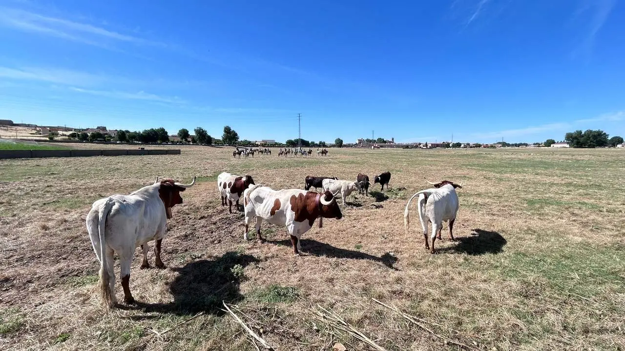 Encierro Fuentesaúco 3