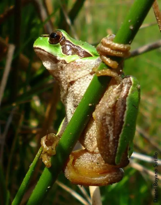 anfibio