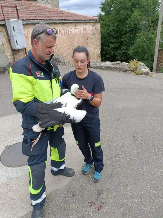 Rescatada una cigüeña por los bomberos en Palazuelo de las Cuevas