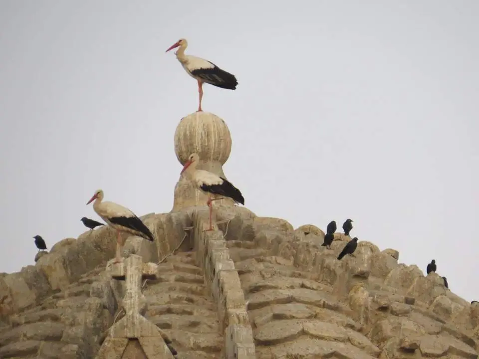 Aves