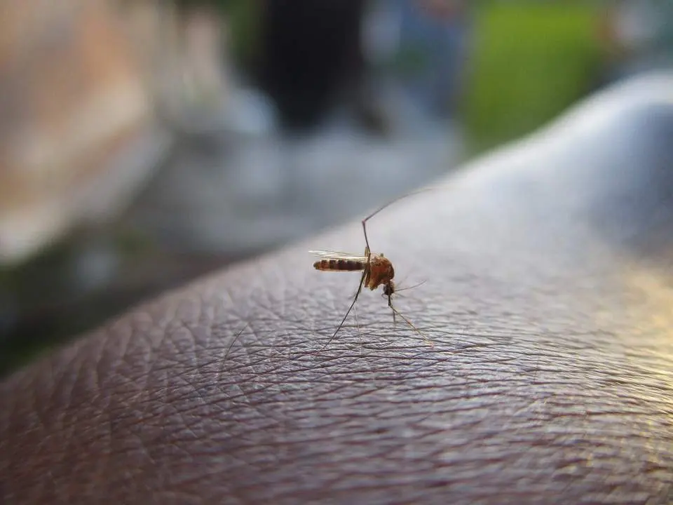 Mosquito Archivo