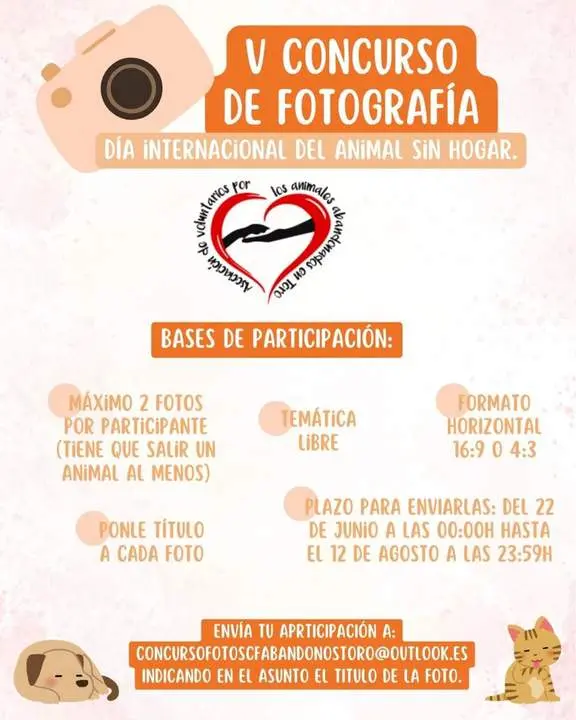 concurso de fotografía . Día internacional del animal sin hogar