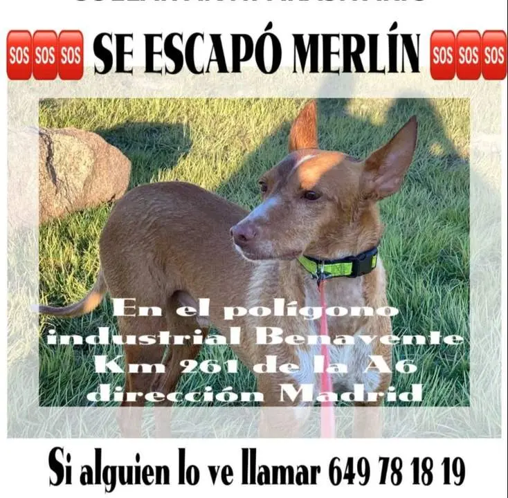 Merlín perro desaparecido