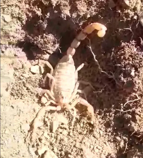 alacrán escorpión