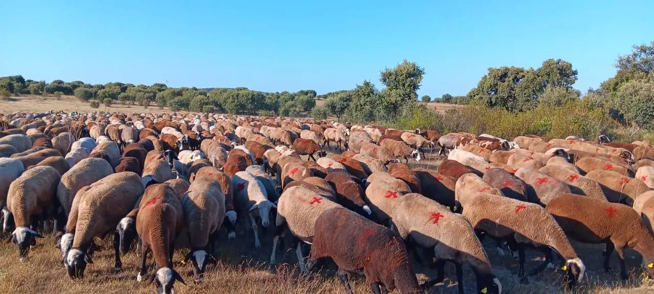ovejas leal