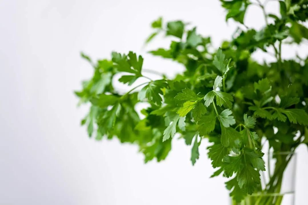 Cilantro Archivo