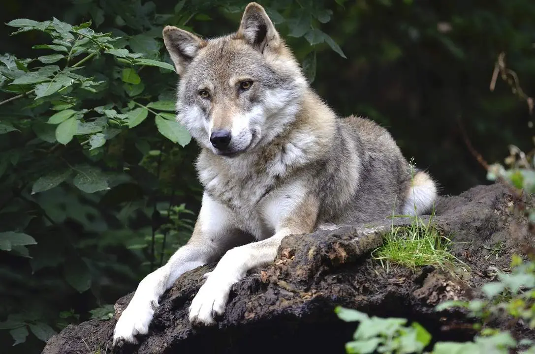 Lobo Archivo