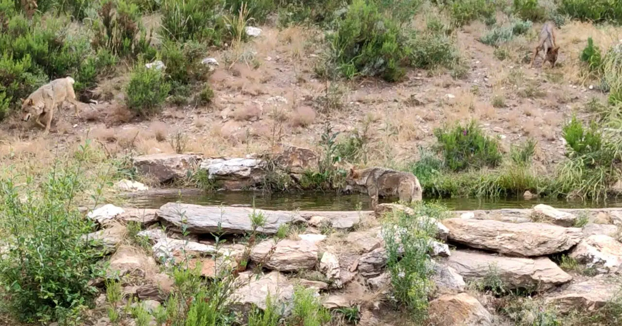 lobos baño