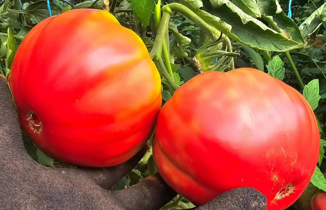 tomates rosas