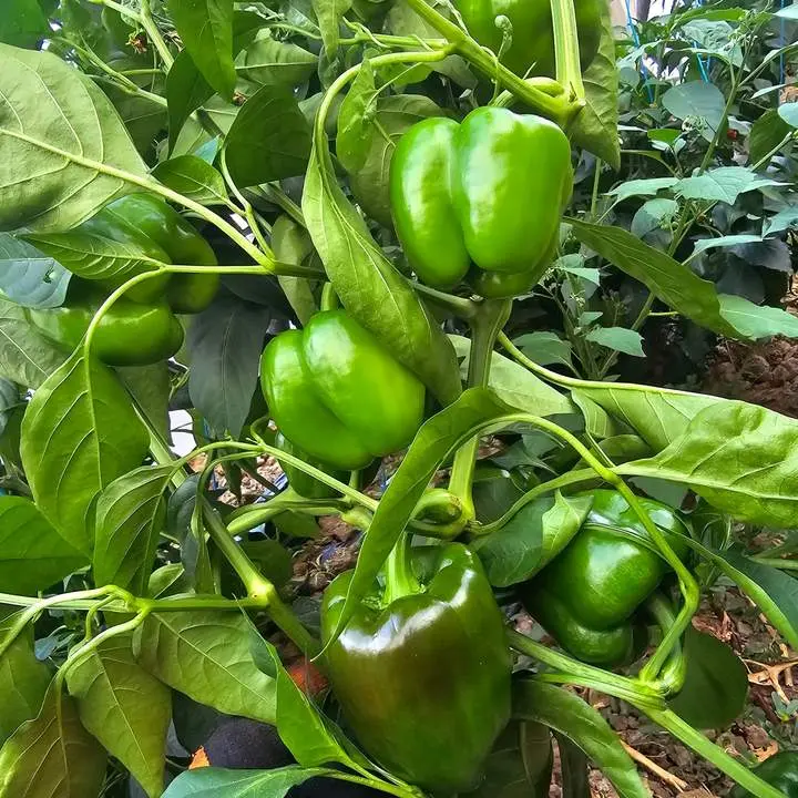 pimientos picantes
