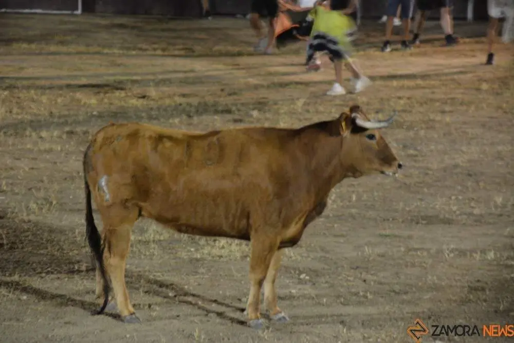 villaralbo toros vaquillas_4