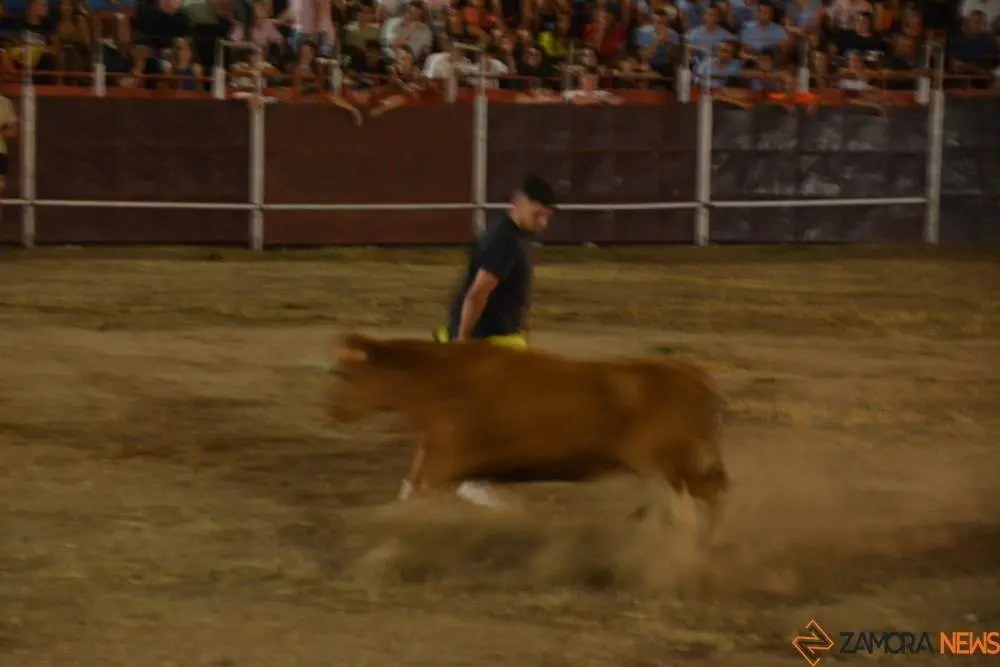 villaralbo toros vaquillas_15