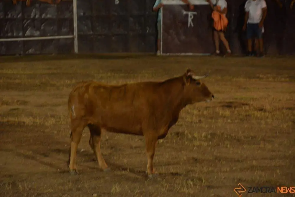 toros vaquillas_20