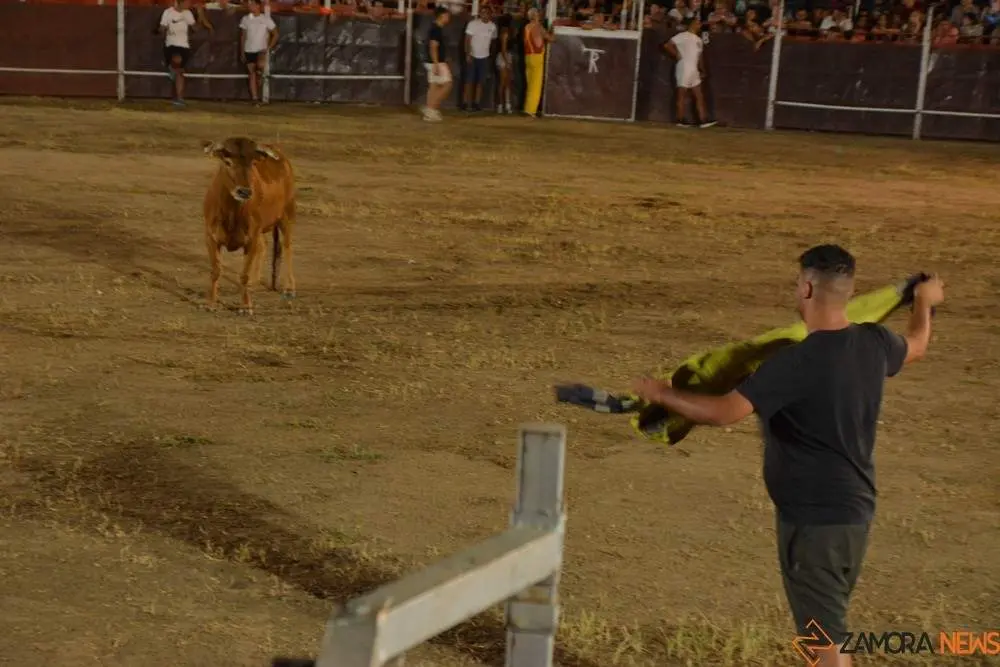 villaralbo toros vaquillas_26
