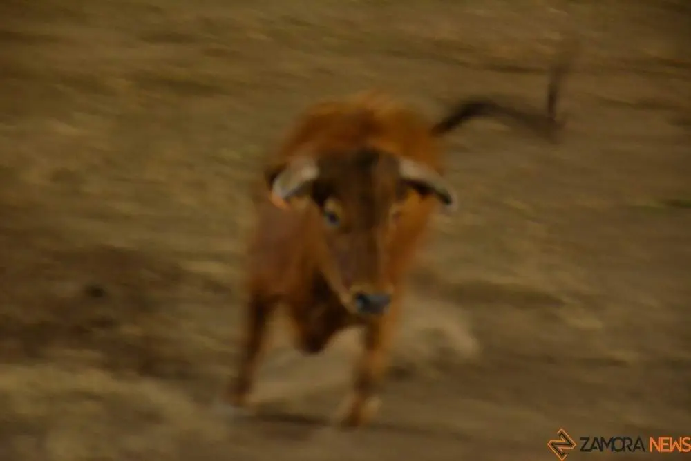 villaralbo toros vaquillas_27