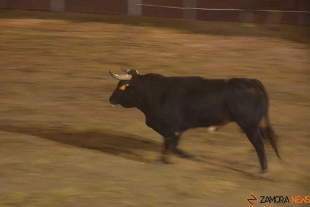 villaralbo toros vaquillas_41