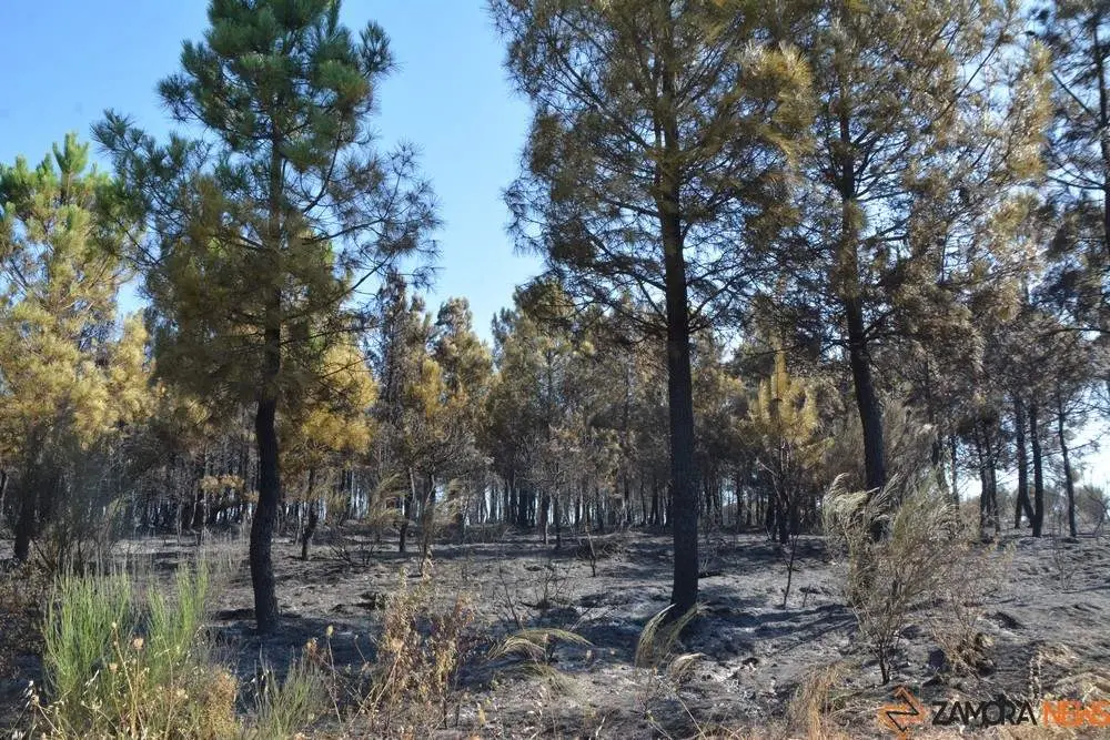fuego alcañices_14