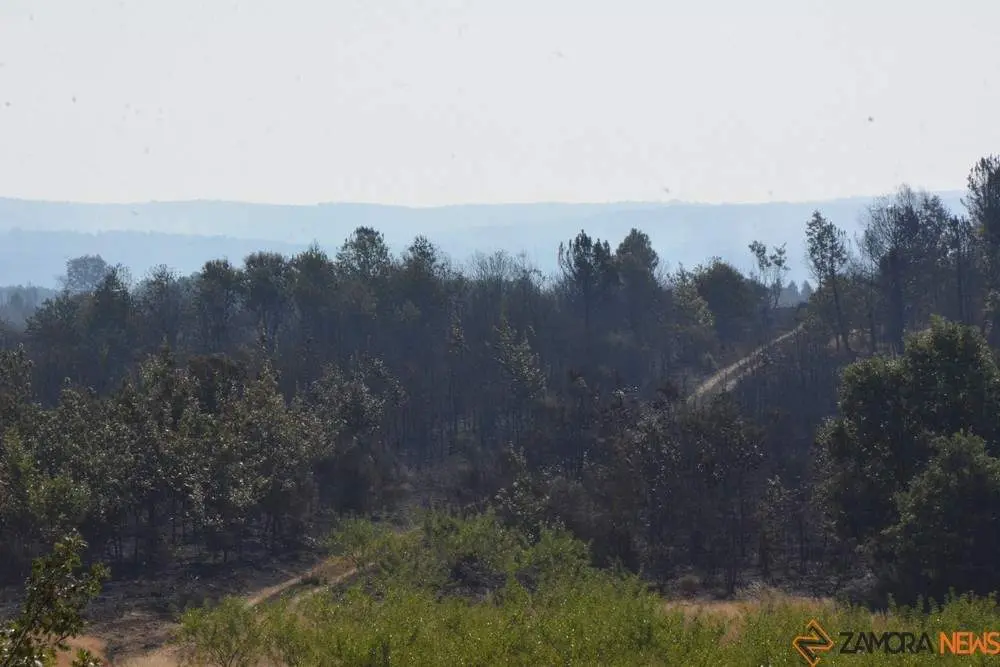 fuego alcañices_30