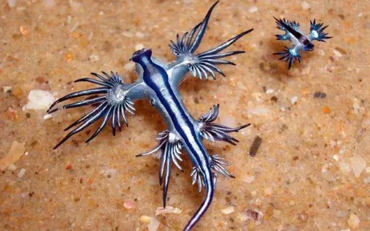 Dragón Azul Molusco