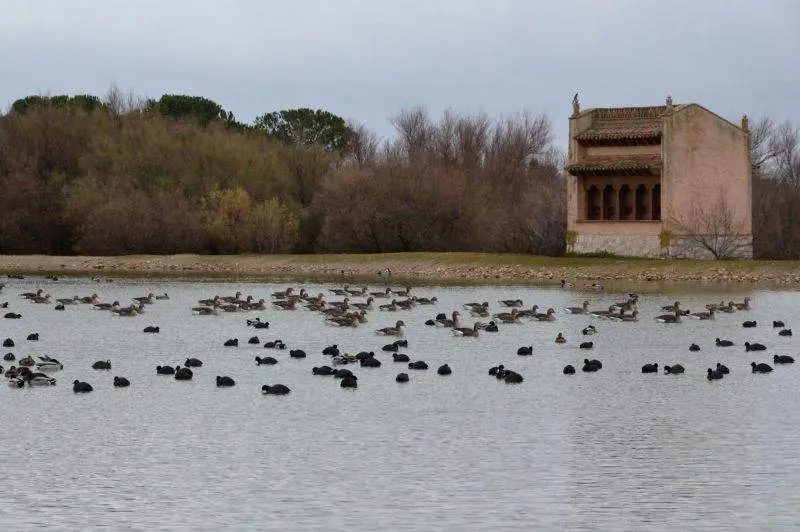 Las lagunas de Villafáfila (2)
