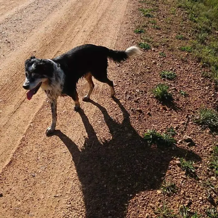 Perro perdido en Pozuelo de Tábara